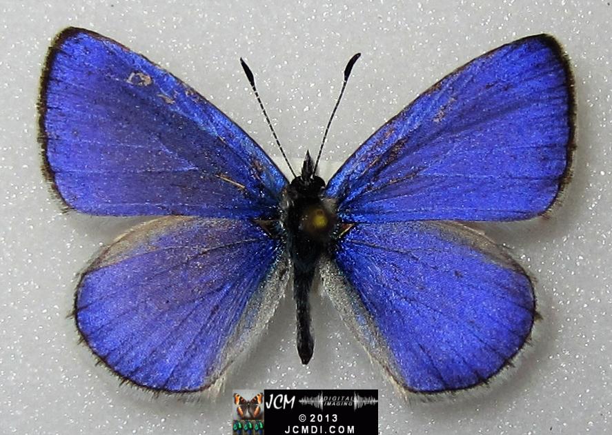 Celastrina argiolus echo (Echo Blue Butterfly) image